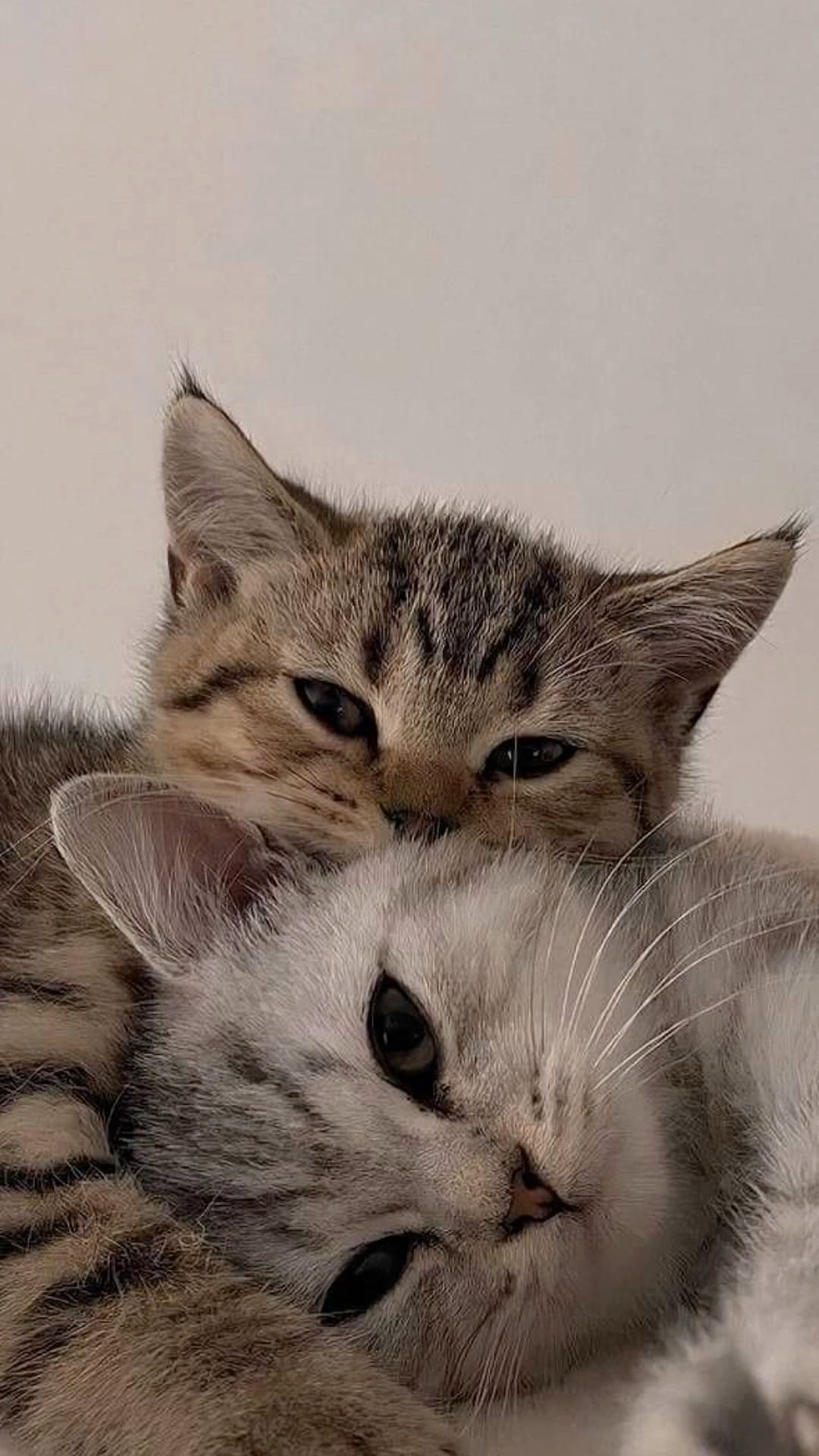 Cat couple